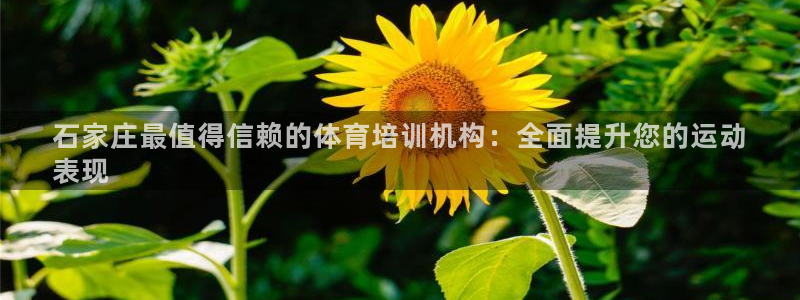耀世平台面 411O31 平台：石家庄最值得信赖的体