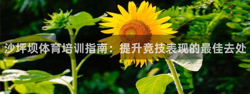 耀世集团是干嘛的企业啊知乎：沙坪坝体育培训指南：提升